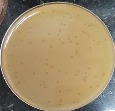 Statistical optimization of a podoviral anti-MRSA phage CCASU-L10 generated from an under sampled repository: Chicken rinse